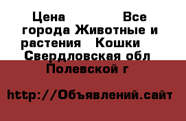 Zolton › Цена ­ 30 000 - Все города Животные и растения » Кошки   . Свердловская обл.,Полевской г.